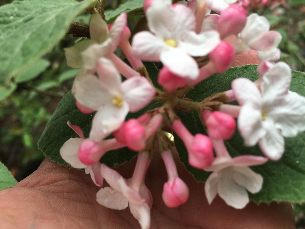 Mohawk Burkwood Viburnum - Fragrant Flowering Shrub - image 3