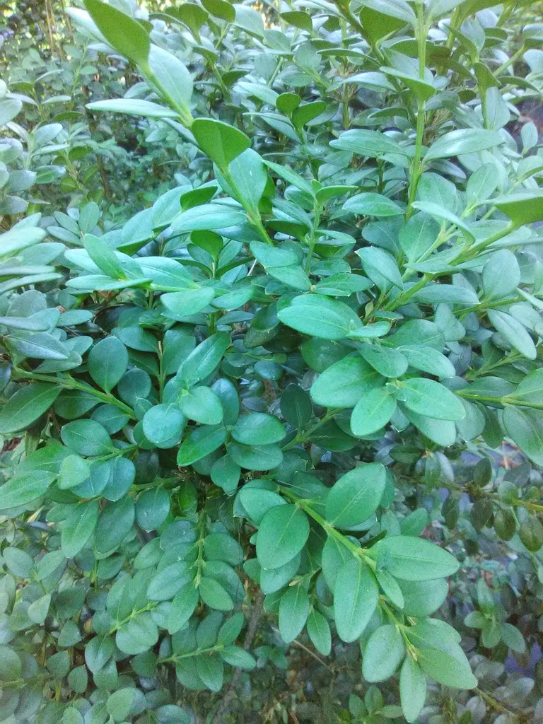 Green Mountain Boxwood - image 2