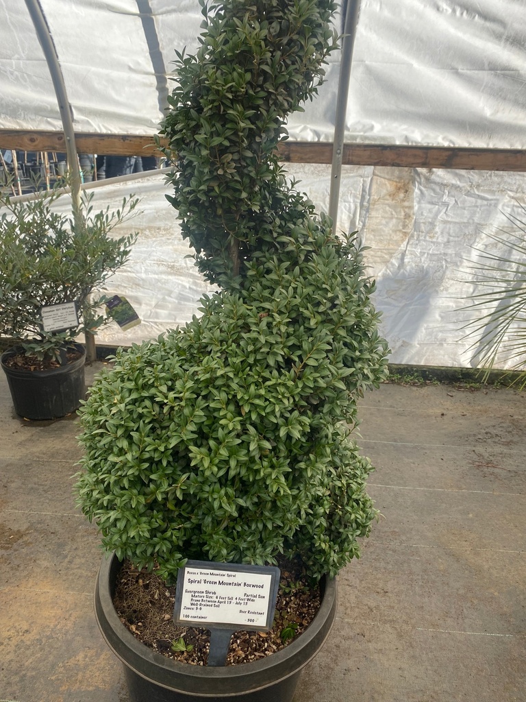 Green Mountain Boxwood - image 3
