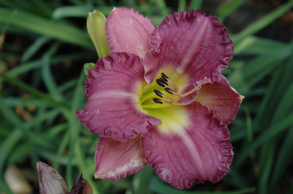 Entrapment Daylily - Reblooming Purple Hemerocallis - image 2
