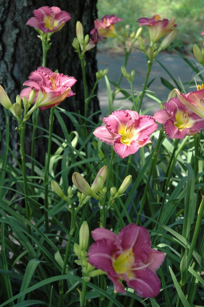 Entrapment Daylily - Reblooming Purple Hemerocallis - image 3