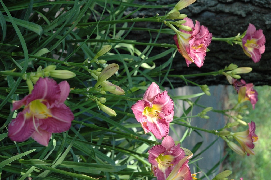Entrapment Daylily - Reblooming Purple Hemerocallis - image 4