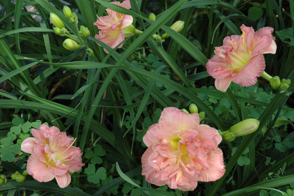 Lacy Doily Daylily – Double Ruffled Coral Rebloomer - image 2