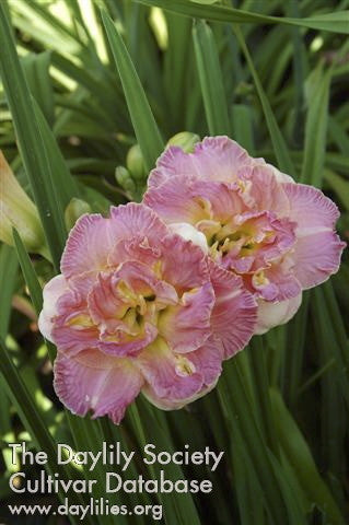 Lacy Doily Daylily – Double Ruffled Coral Rebloomer - image 3
