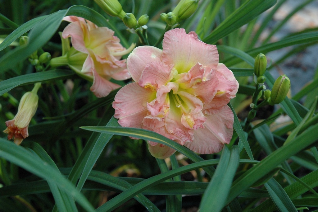 Lacy Doily Daylily – Double Ruffled Coral Rebloomer - image 4