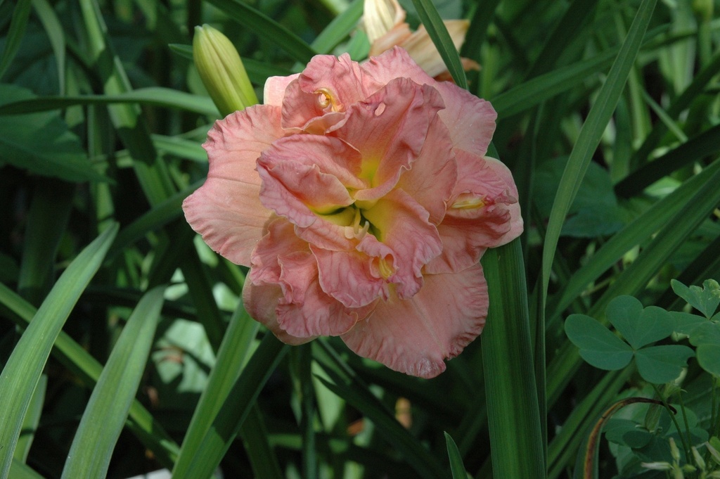 Lacy Doily Daylily – Double Ruffled Coral Rebloomer - image 5