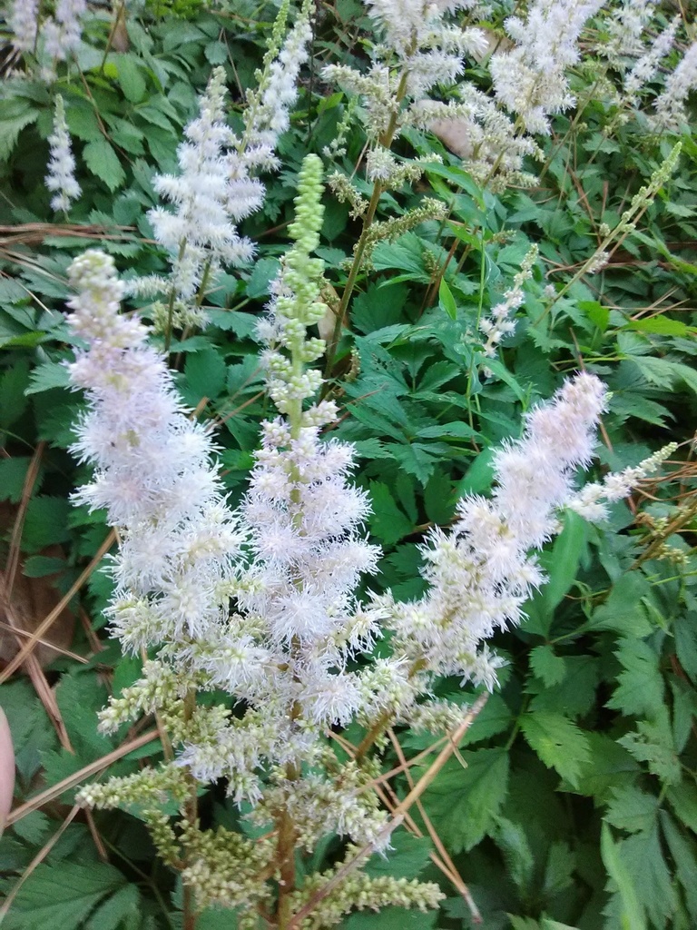 Pumila Astilbe | Astilbe chinensis 'Pumila' - image 2