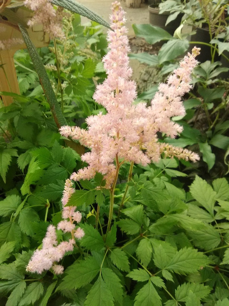 Vision in Pink Astilbe - Astilbe chinensis 'Vision in Pink' - image 2