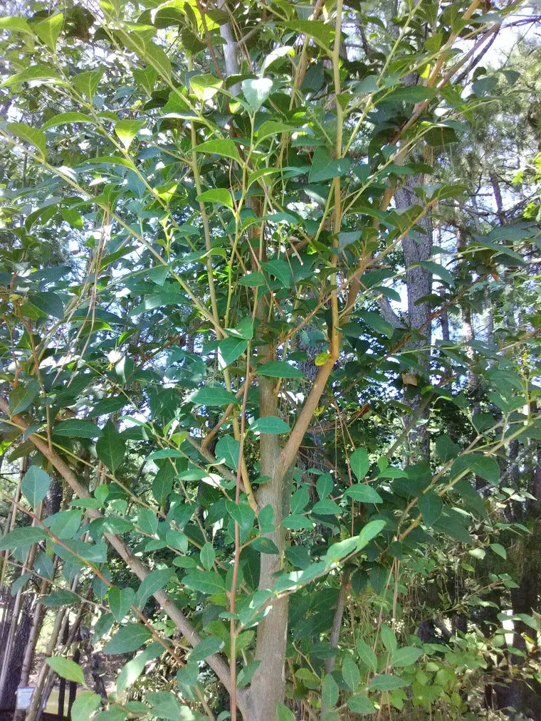 Japanese Snowbell | Styrax japonicus - Fragrant Flowering Tree - image 3