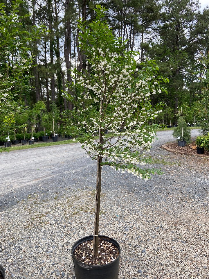 Japanese Snowbell | Styrax japonicus - Fragrant Flowering Tree - image 4
