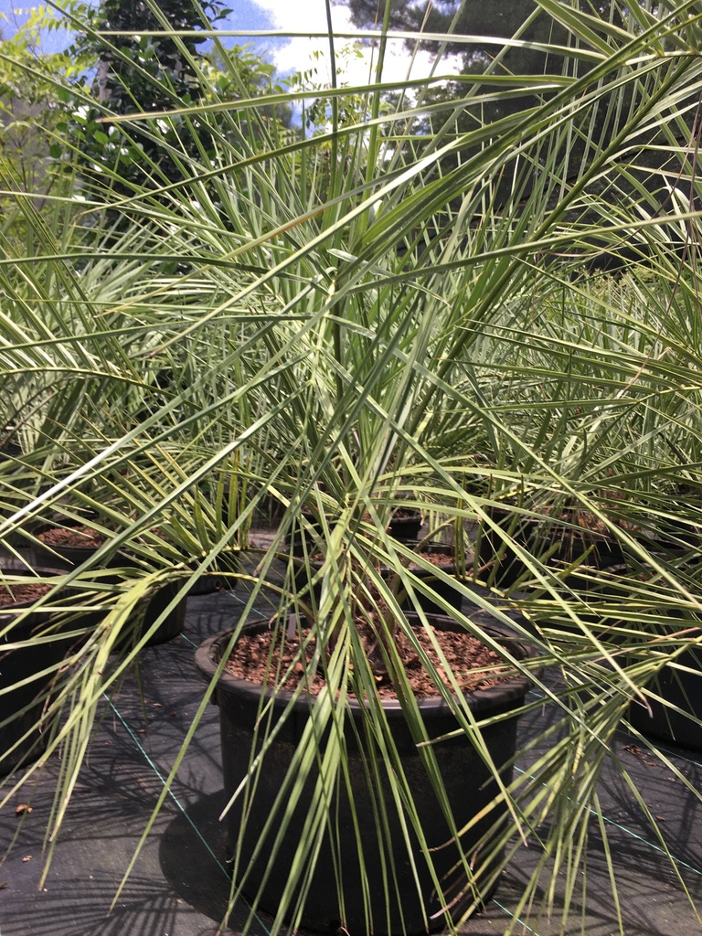 Pindo Palm - Cold Hardy Palm Tree (Butia capitata) - image 2