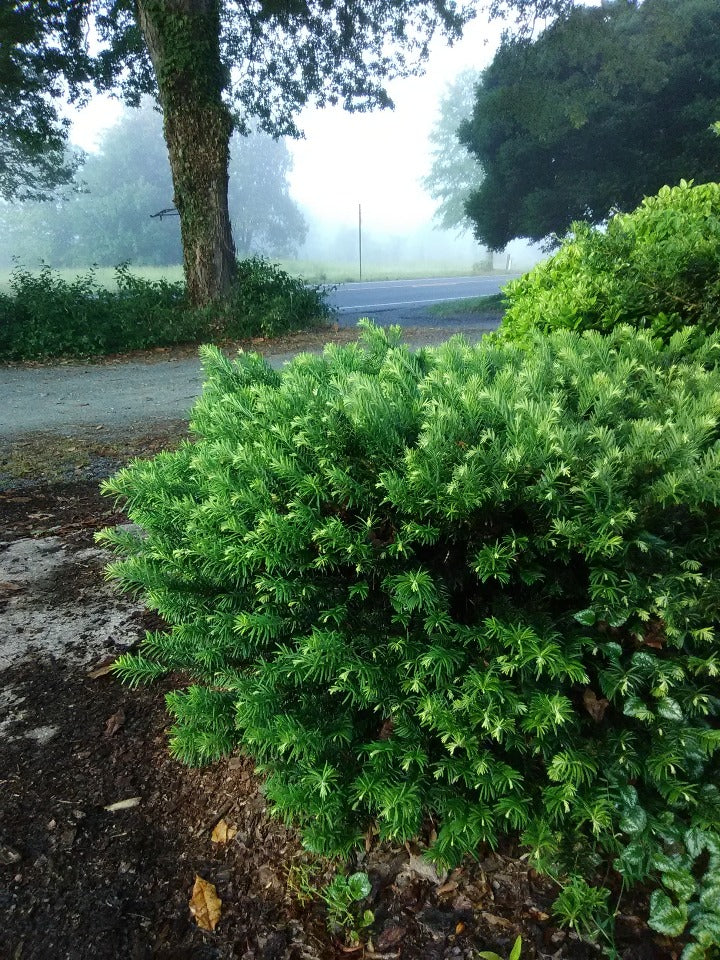 Duke Gardens Yew (Cephalotaxus harringtonia 'Duke Gardens') - image 2