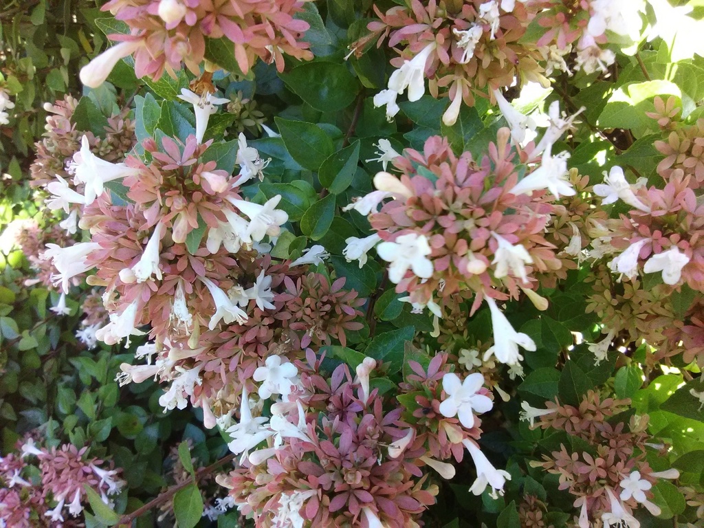 Rose Creek Abelia - Compact Dwarf Flowering Shrub - image 2