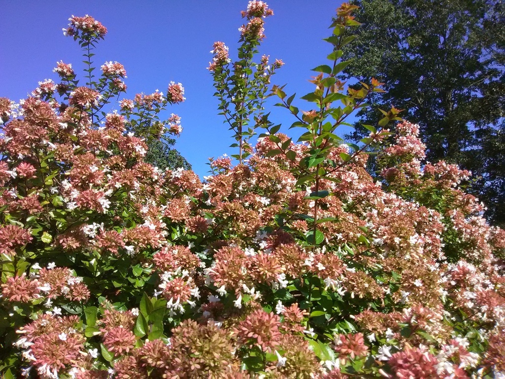 Rose Creek Abelia - Compact Dwarf Flowering Shrub - image 3