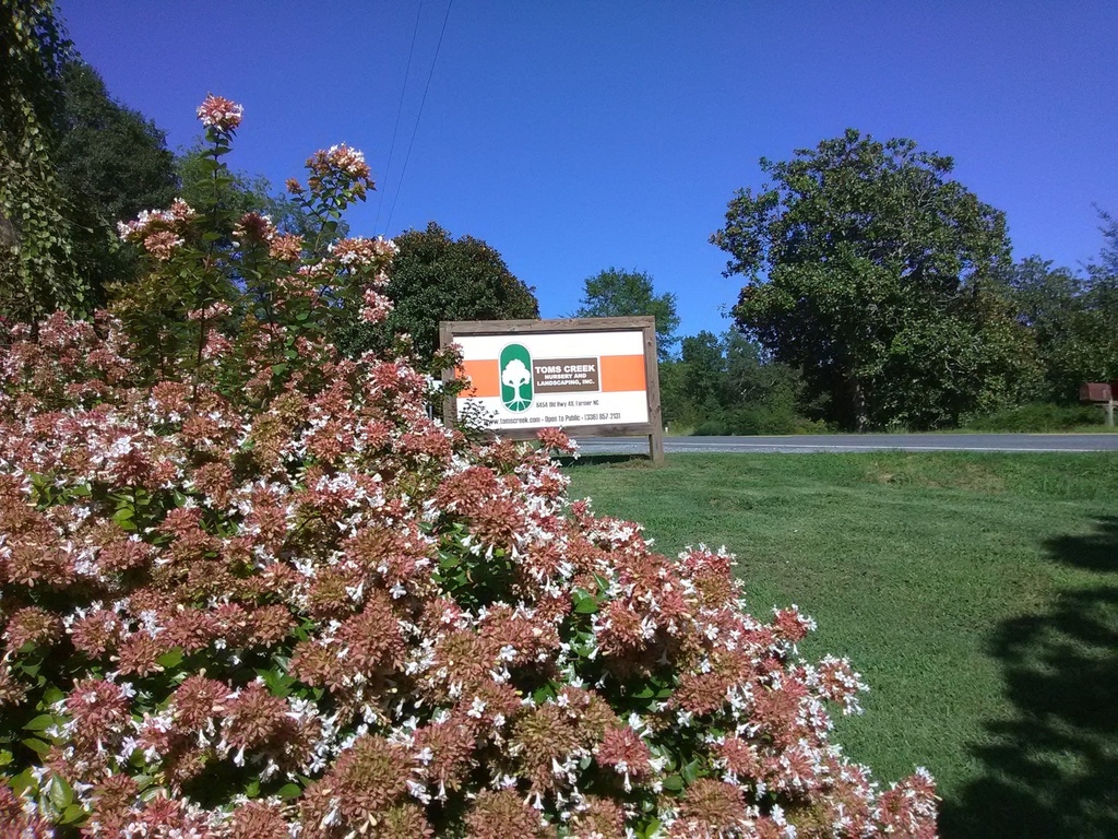 Rose Creek Abelia - Compact Dwarf Flowering Shrub - image 4