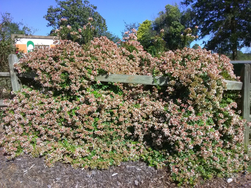 Rose Creek Abelia - Compact Dwarf Flowering Shrub - image 5