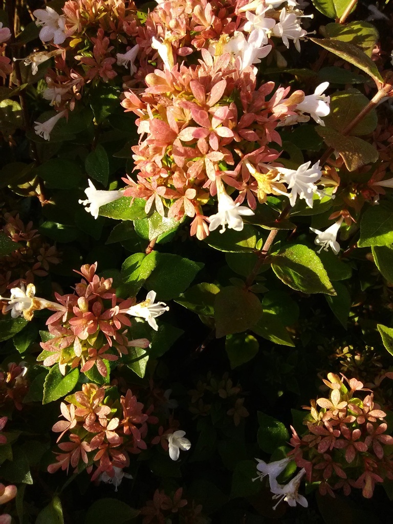 Rose Creek Abelia - Compact Dwarf Flowering Shrub - image 6