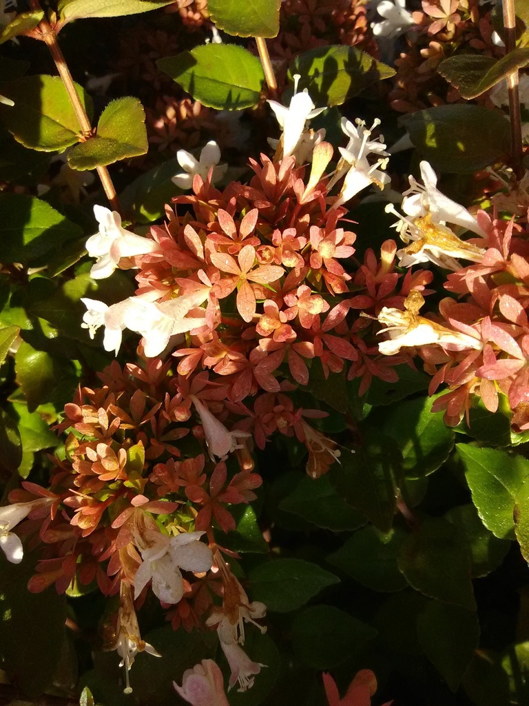 Rose Creek Abelia - Compact Dwarf Flowering Shrub - image 7