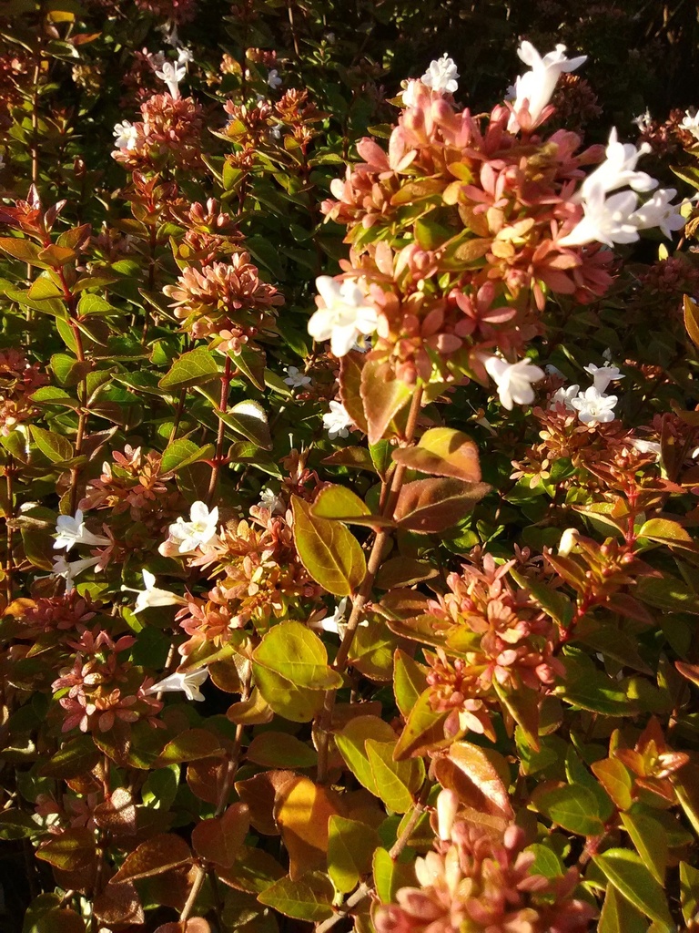 Rose Creek Abelia - Compact Dwarf Flowering Shrub - image 8