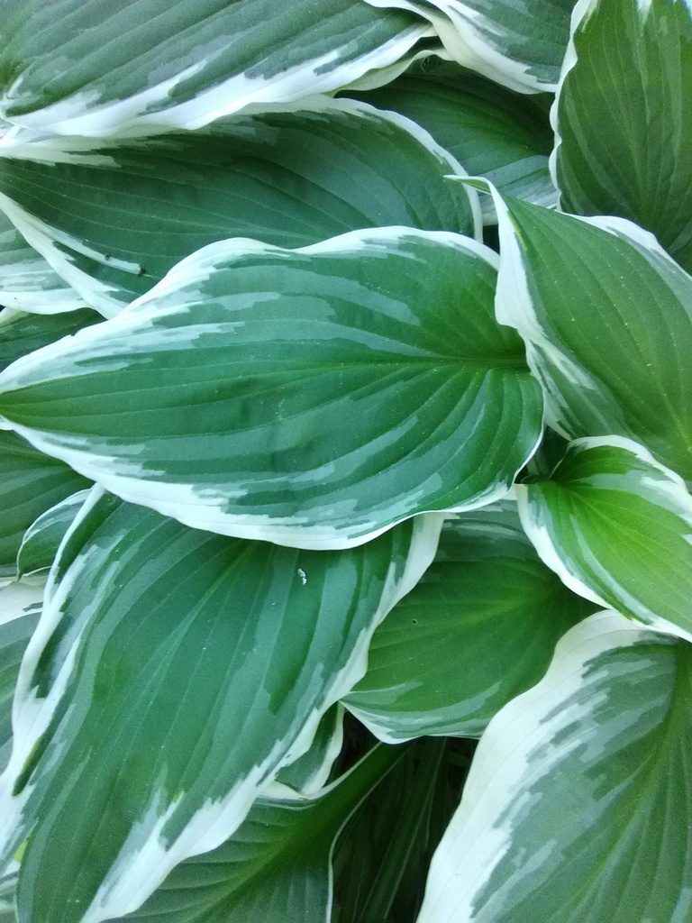 Silver Crown Hosta - Variegated Shade Perennial - image 2