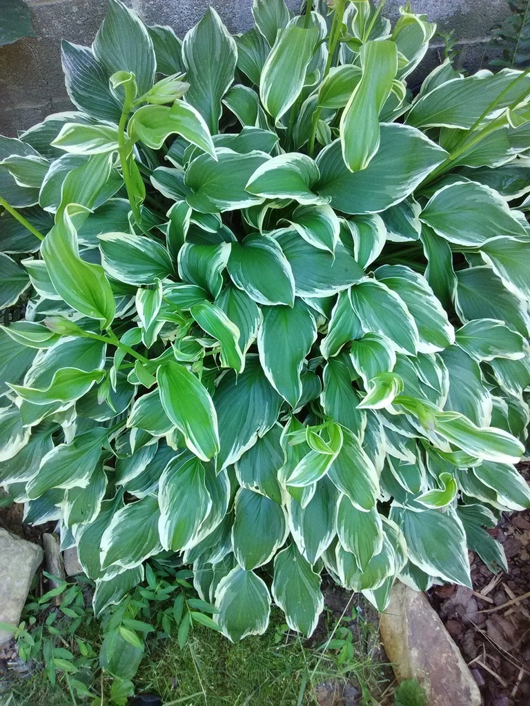 Silver Crown Hosta - Variegated Shade Perennial - image 3