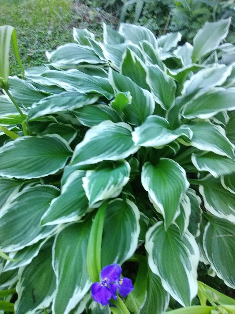 Silver Crown Hosta - Variegated Shade Perennial - image 4