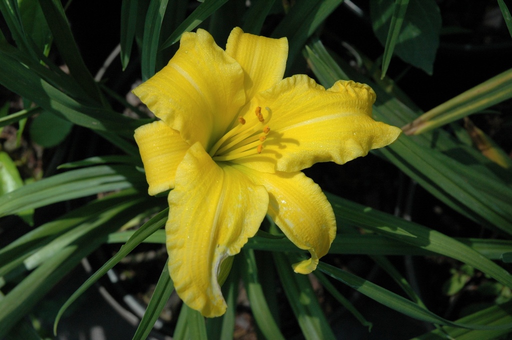 Eenie Weenie Daylily – Miniature Yellow Reblooming Perennial - image 2