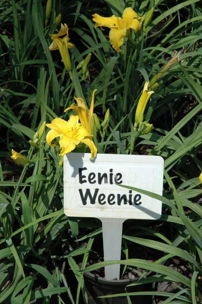 Eenie Weenie Daylily – Miniature Yellow Reblooming Perennial - image 3