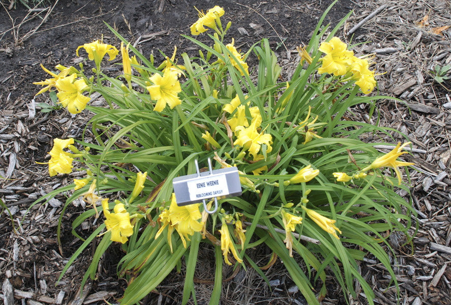 Eenie Weenie Daylily – Miniature Yellow Reblooming Perennial - image 4