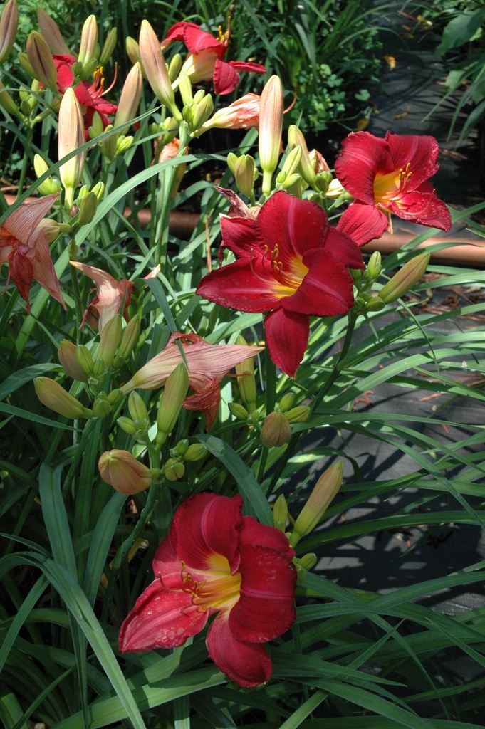 Seeing Red Daylily - Cardinal Red Reblooming Perennial - image 2
