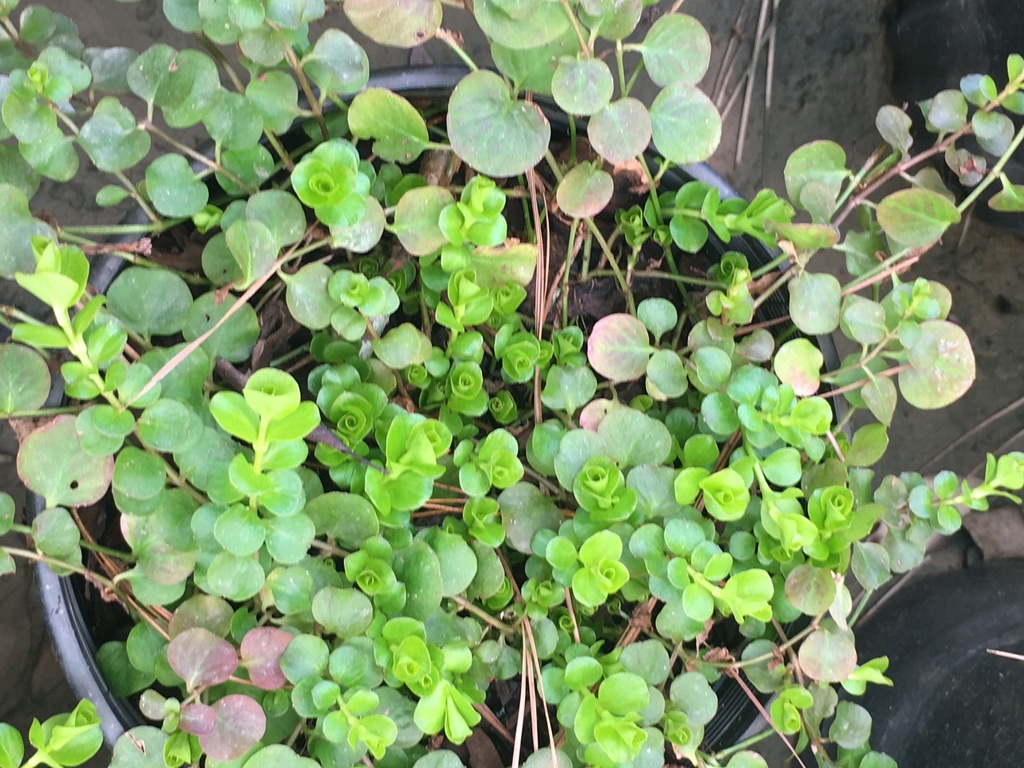 Golden Creeping Jenny | Lysimachia nummularia 'Aurea' - image 3