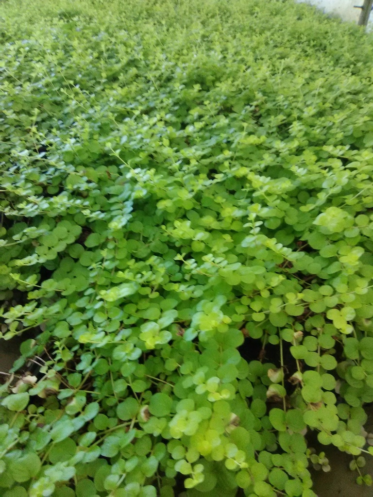 Golden Creeping Jenny | Lysimachia nummularia 'Aurea' - image 4