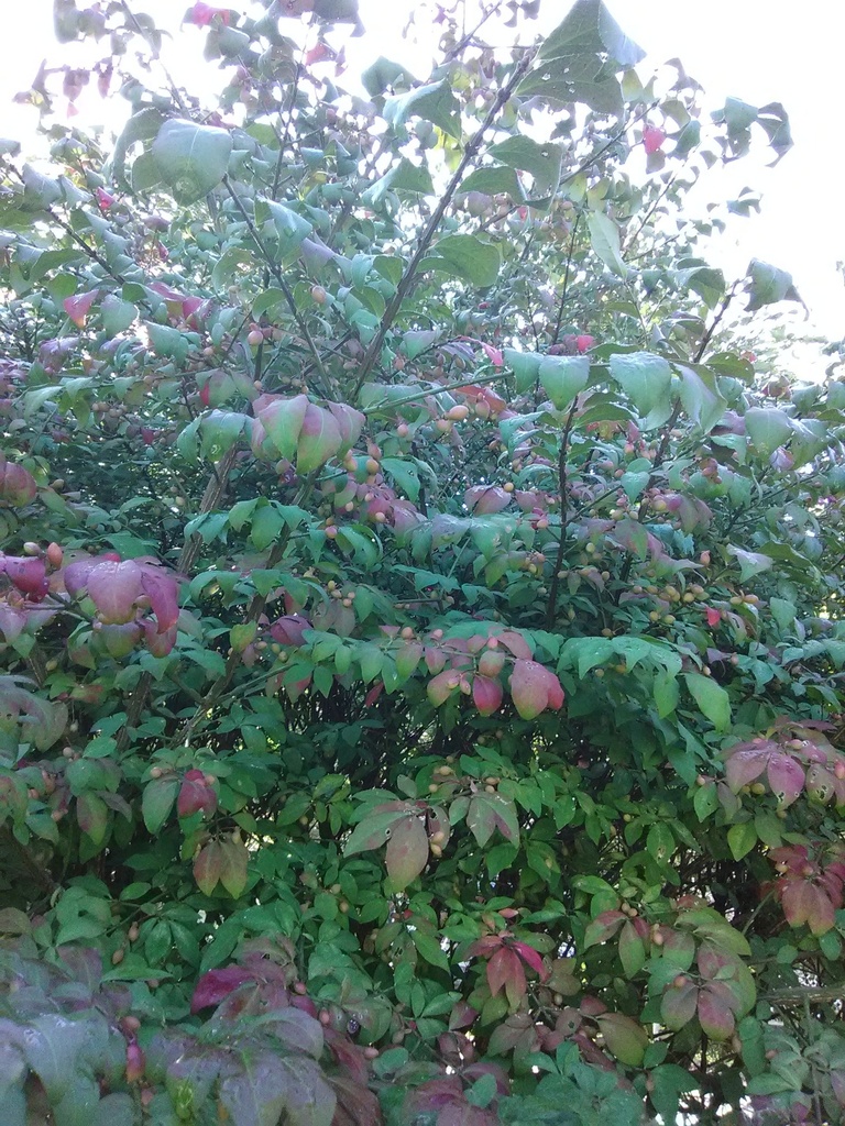 Dwarf Burning Bush 'Fire Ball' - Winged Euonymus - image 2