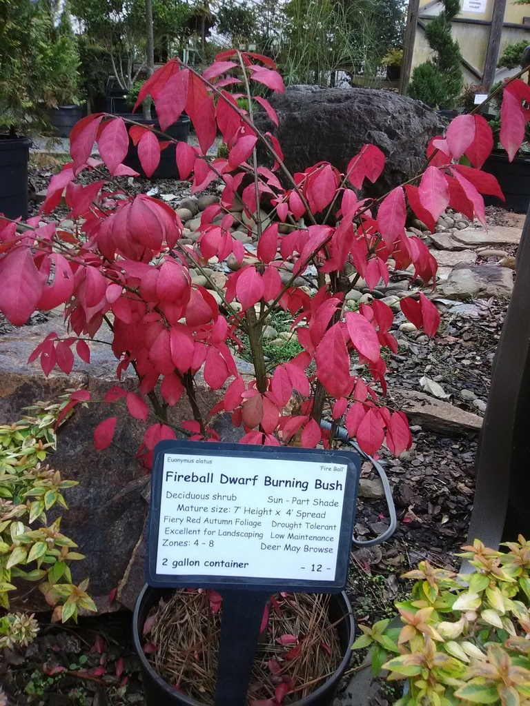 Dwarf Burning Bush 'Fire Ball' - Winged Euonymus - image 3