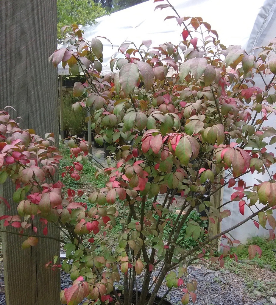Dwarf Burning Bush 'Fire Ball' - Winged Euonymus - image 4