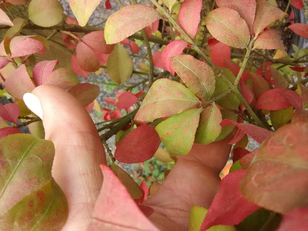 Dwarf Burning Bush 'Fire Ball' - Winged Euonymus - image 5