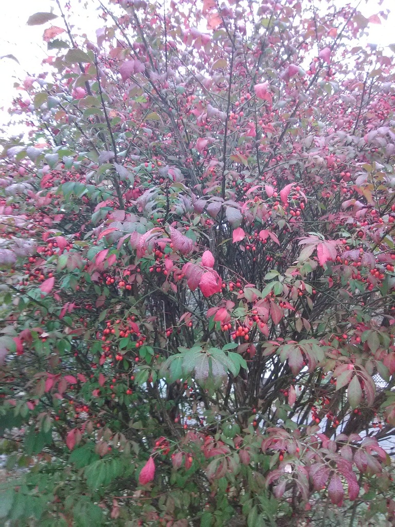 Dwarf Burning Bush 'Fire Ball' - Winged Euonymus - image 6