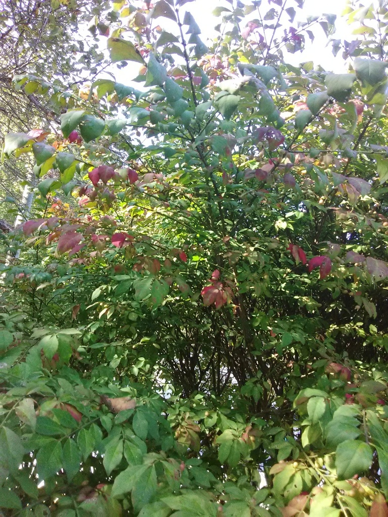 Dwarf Burning Bush 'Fire Ball' - Winged Euonymus - image 7