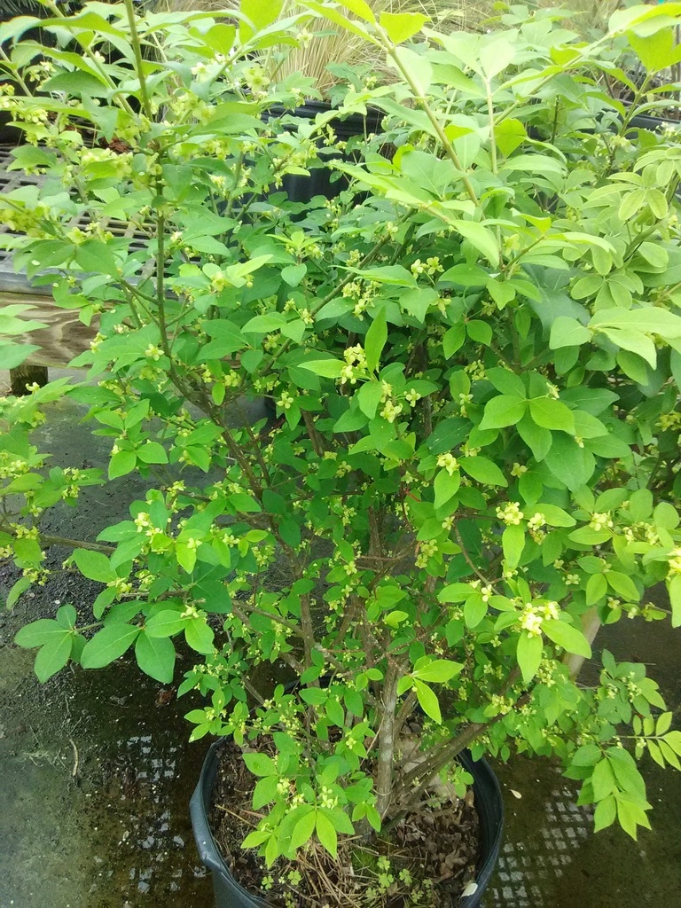 Dwarf Burning Bush 'Fire Ball' - Winged Euonymus - image 8