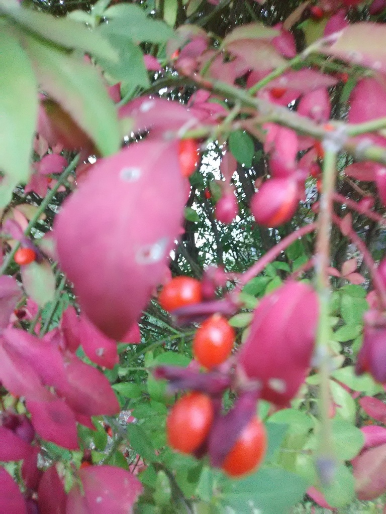 Dwarf Burning Bush 'Fire Ball' - Winged Euonymus - image 9