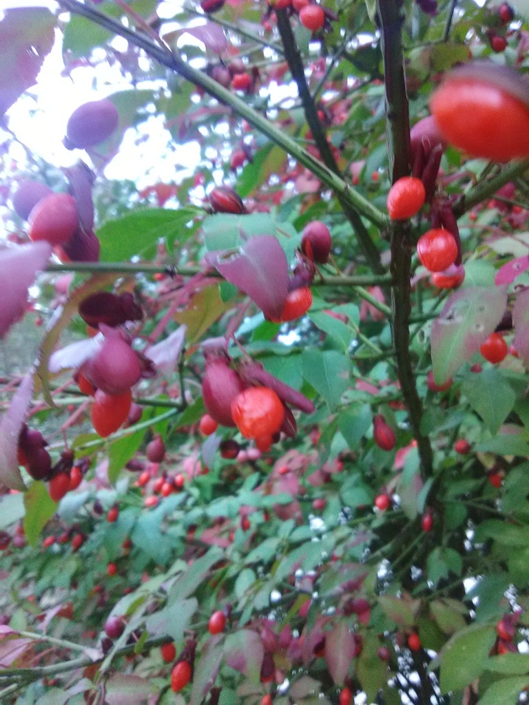 Dwarf Burning Bush 'Fire Ball' - Winged Euonymus - image 10