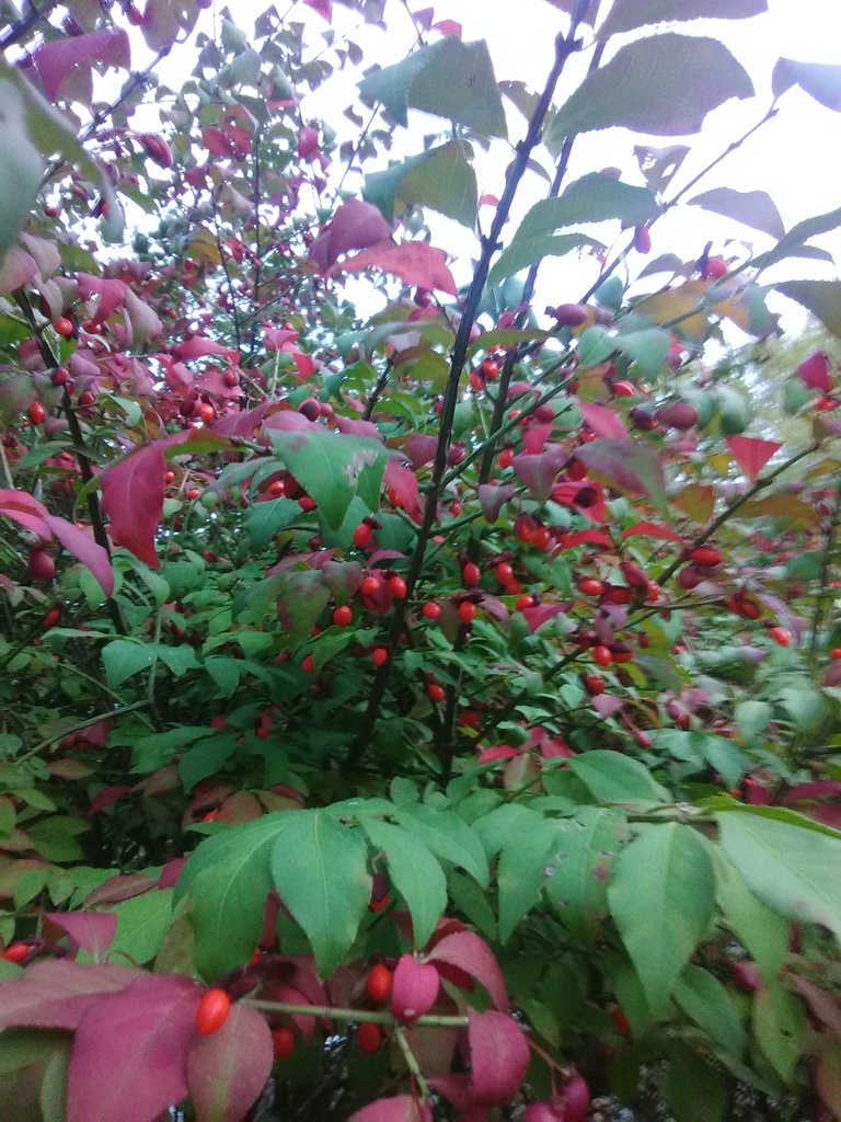 Dwarf Burning Bush 'Fire Ball' - Winged Euonymus - image 11