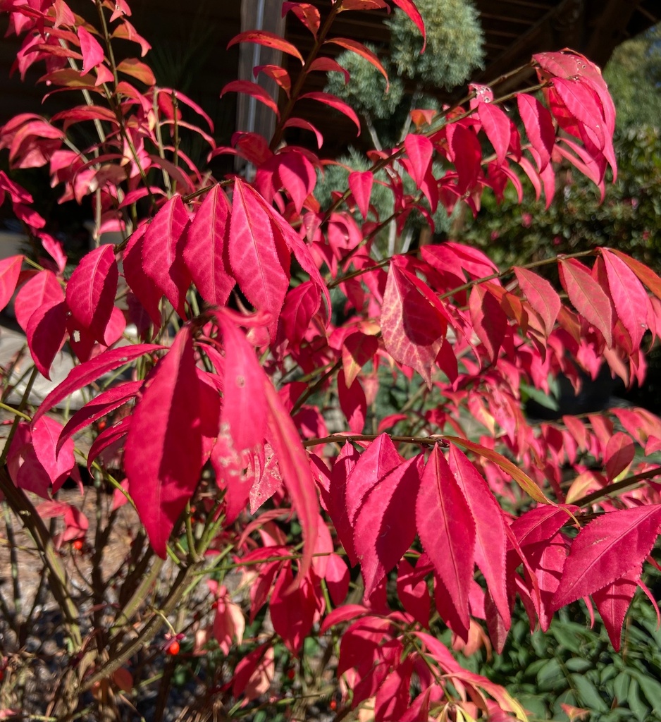 Dwarf Burning Bush 'Fire Ball' - Winged Euonymus - image 12