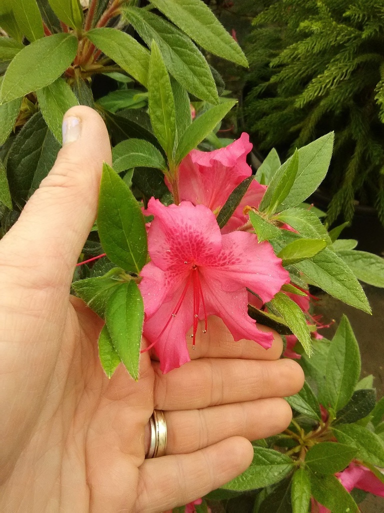 Autumn Sundance Encore Azalea - Reblooming Pink Evergreen - image 2