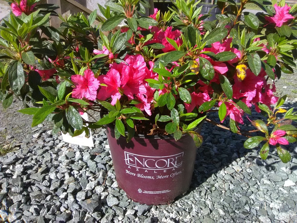 Autumn Sundance Encore Azalea - Reblooming Pink Evergreen - image 3