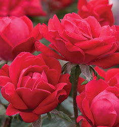 Double Red Knockout Rose | Cherry-Red Flowering Shrub - image 2