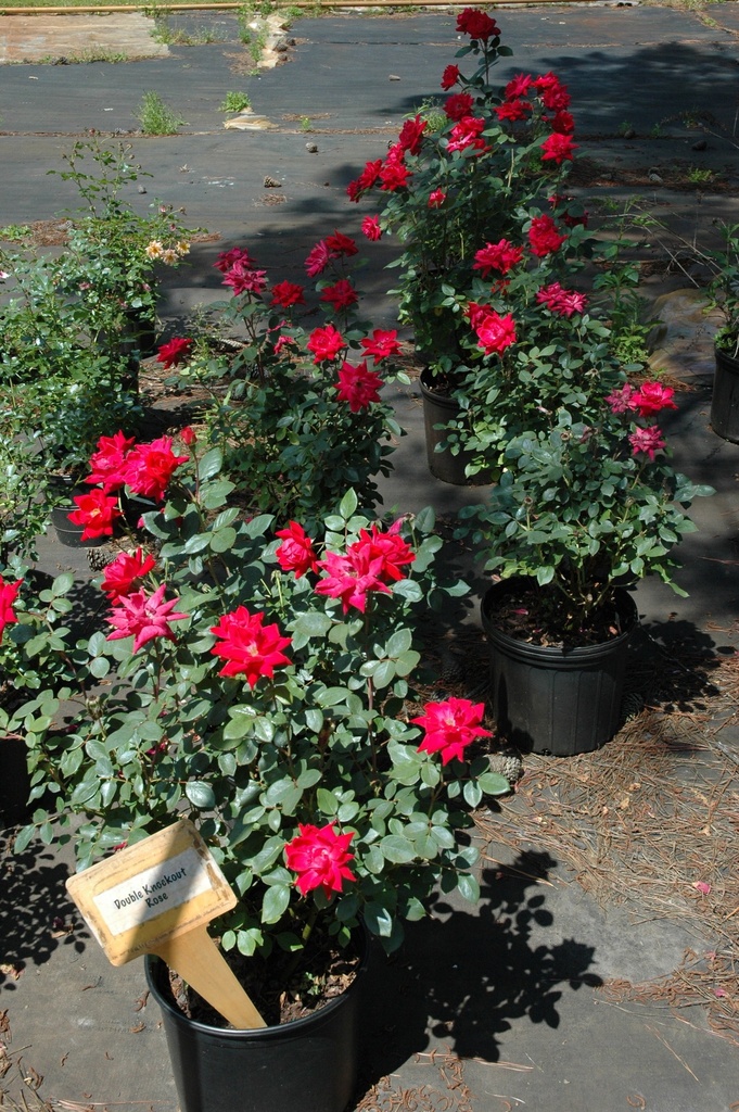 Double Red Knockout Rose | Cherry-Red Flowering Shrub - image 3