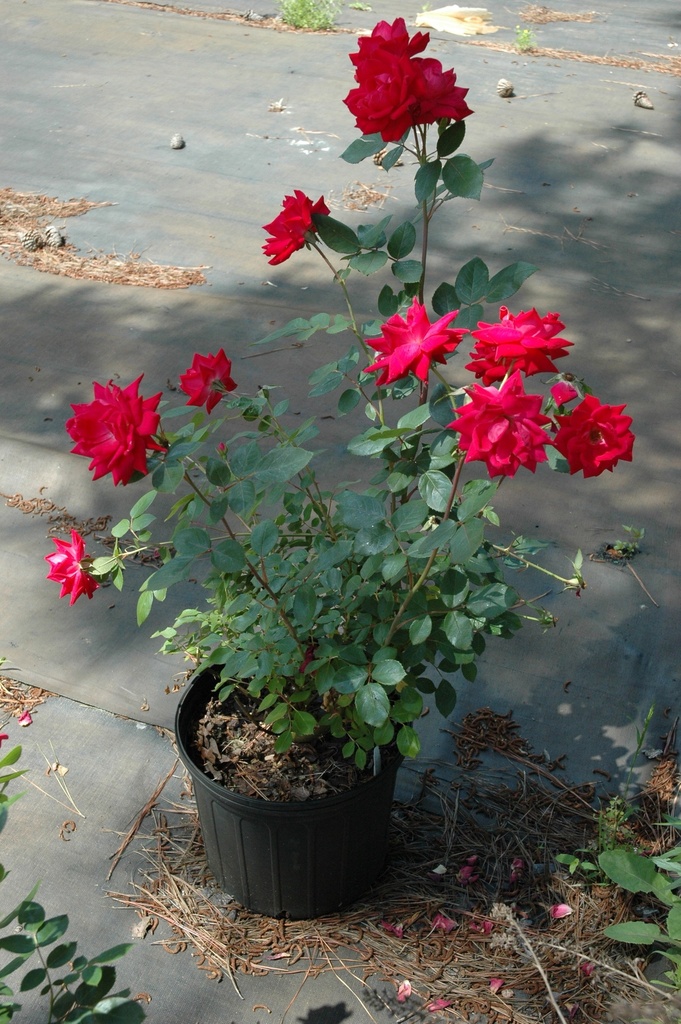 Double Red Knockout Rose | Cherry-Red Flowering Shrub - image 4