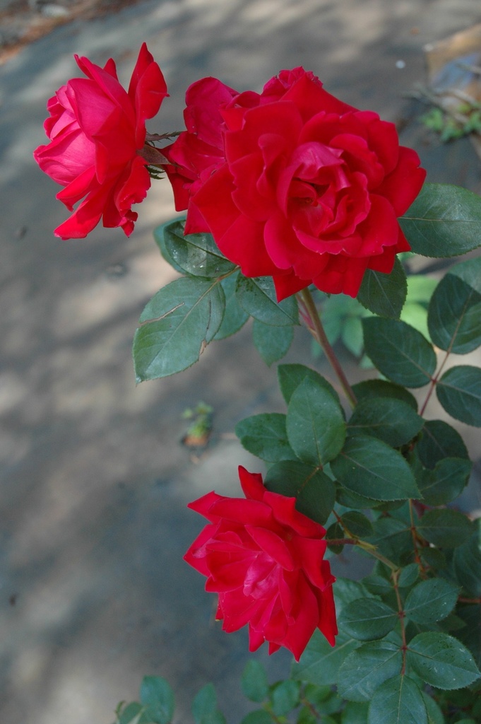 Double Red Knockout Rose | Cherry-Red Flowering Shrub - image 5
