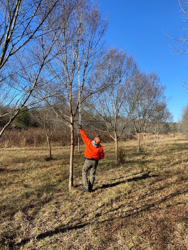 Bosque Elm (Ulmus parvifolia 'UPMTF') - B&B - image 2